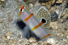 Amblyeleotris randalli