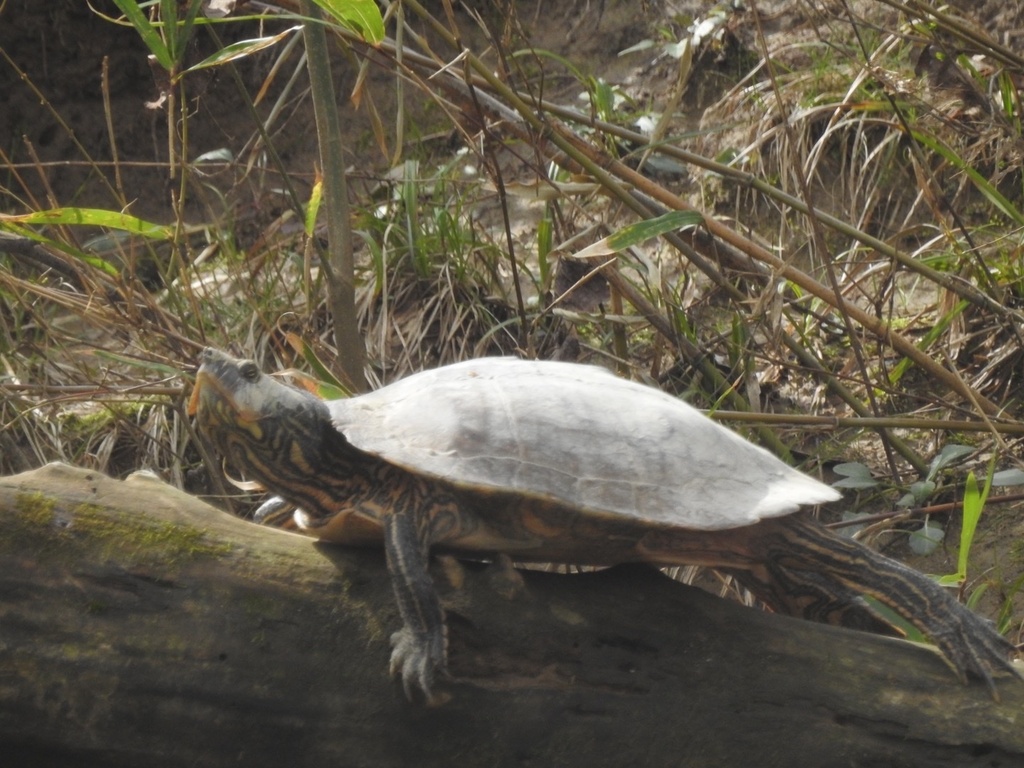 Alabama Map Turtle In February 2023 By Grover J. Brown · Inaturalist