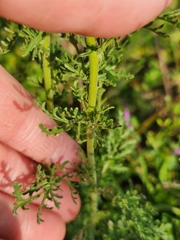 Oncosiphon suffruticosus