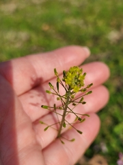 Oncosiphon suffruticosus