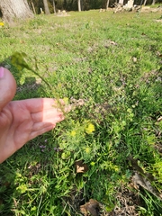 Oncosiphon suffruticosus