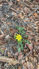 Berlandiera subacaulis