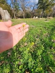 Oncosiphon suffruticosus