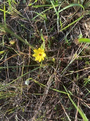 Coreopsis leavenworthii