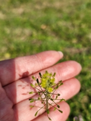 Oncosiphon suffruticosus