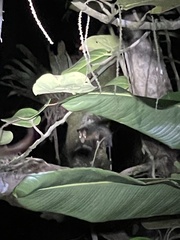 Didelphis marsupialis