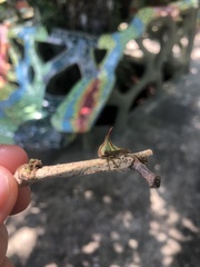 Umbonia