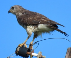 Circaetus fasciolatus