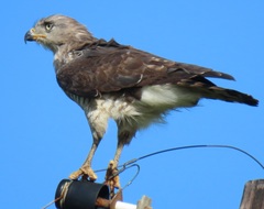 Circaetus fasciolatus