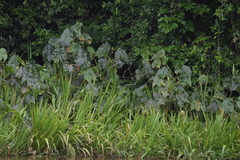 Montrichardia arborescens