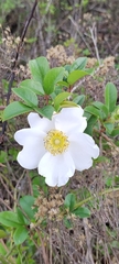 Rosa laevigata