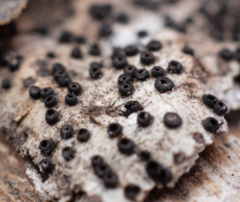 Rosellinia subiculata