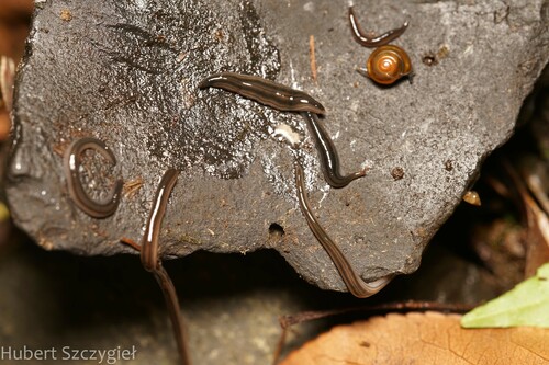 Endeavouria septemlineata observed 2023-01-02