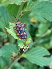 Sceloenopla maculata