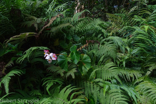 Begonia minor, 2023-01-02