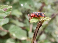 Sceloenopla maculata