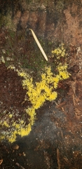 Mucronella flava