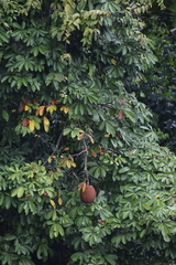 Pachira aquatica