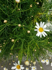 Argyranthemum frutescens