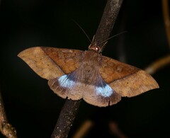 Ischyja manlia