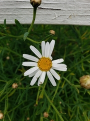 Argyranthemum frutescens