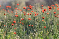 Papaver dubium stevenianum