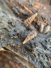Alinda biplicata