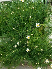 Argyranthemum frutescens
