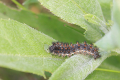 Melitaea phoebe