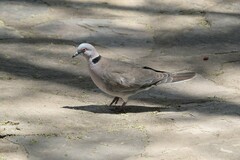 Streptopelia decipiens