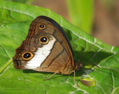Euptychoides nossis