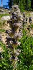 Phacelia sericea