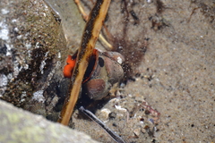 Crepidula onyx