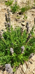 Phacelia sericea