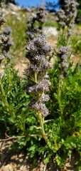 Phacelia sericea