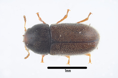 Sulcacis bidentulus