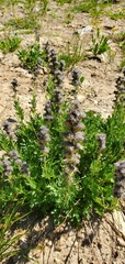 Phacelia sericea