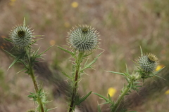 Cirsium vulgare