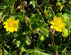 Ranunculus californicus