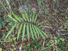 Zamia prasina