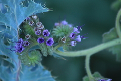 Phacelia integrifolia
