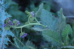 Phacelia integrifolia