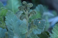 Phacelia integrifolia