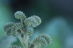 Phacelia integrifolia