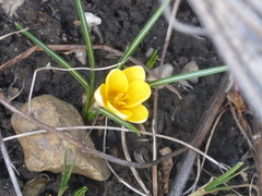 Crocus chrysanthus