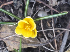 Crocus chrysanthus