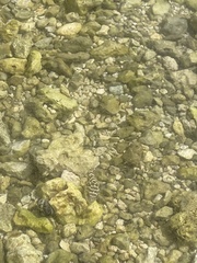 Sphoeroides testudineus