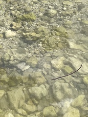 Sphoeroides testudineus