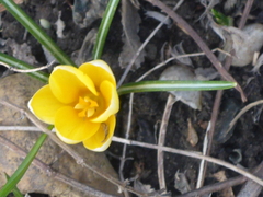 Crocus chrysanthus