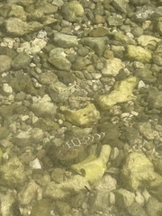 Sphoeroides testudineus